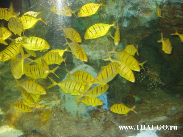 �������, ����, ��������� ���