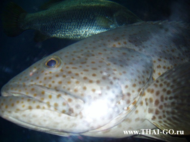 �������, ����, ��������� ���