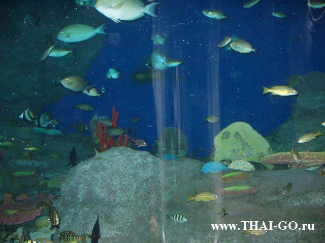 �������, ����, ��������� ���