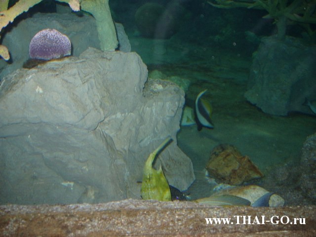 �������, ����, ��������� ���