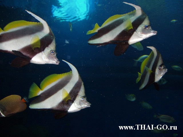 �������, ����, ��������� ���