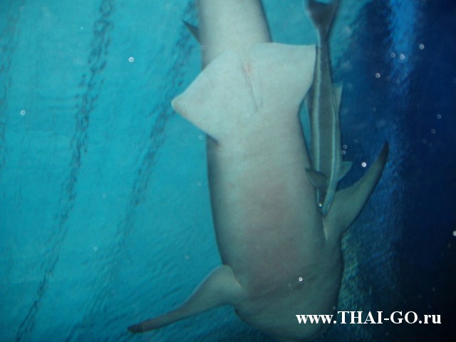 �������, ����, ��������� ���