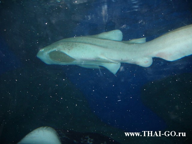 �������, ����, ��������� ���