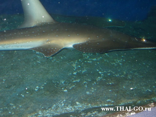 �������, ����, ��������� ���