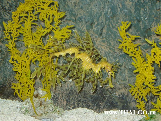 �������, ����, ��������� ���