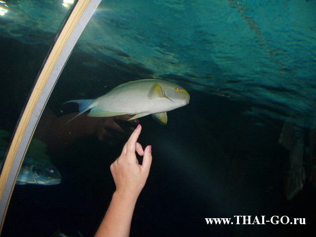 �������, ����, ��������� ���