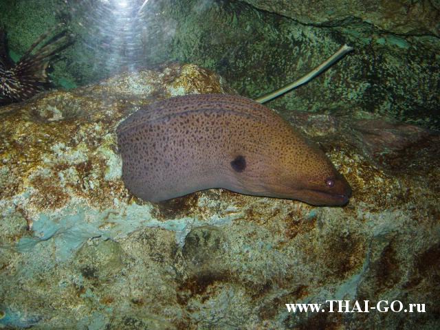 �������, ����, ��������� ���