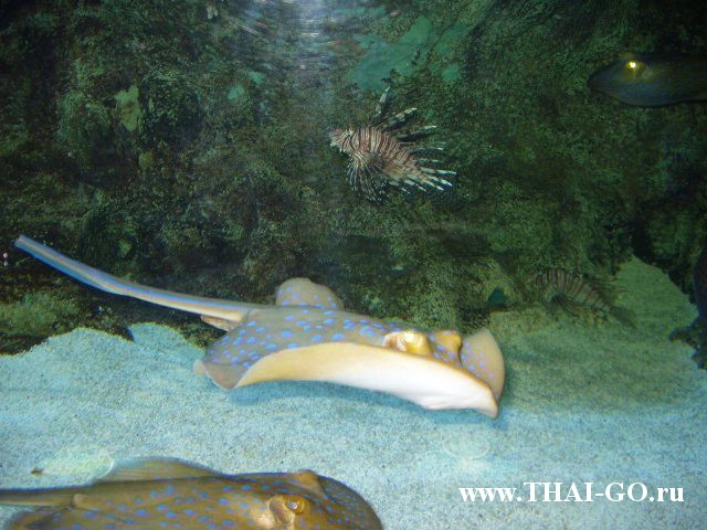 �������, ����, ��������� ���