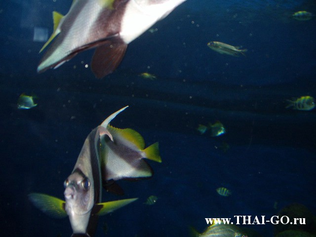 �������, ����, ��������� ���