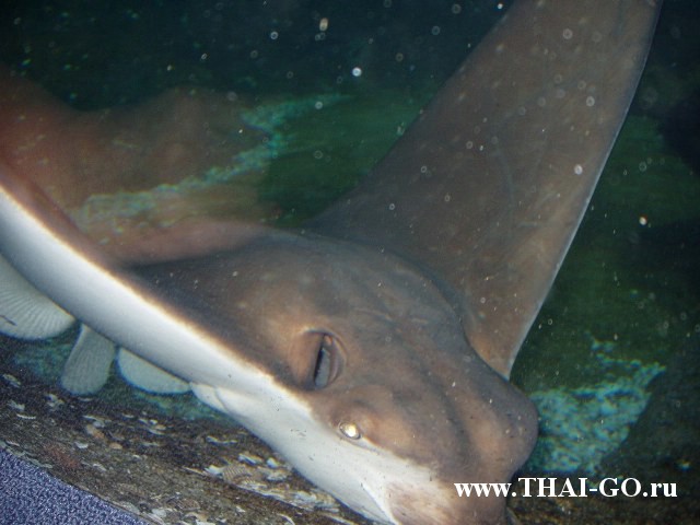 �������, ����, ��������� ���