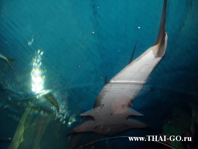 �������, ����, ��������� ���