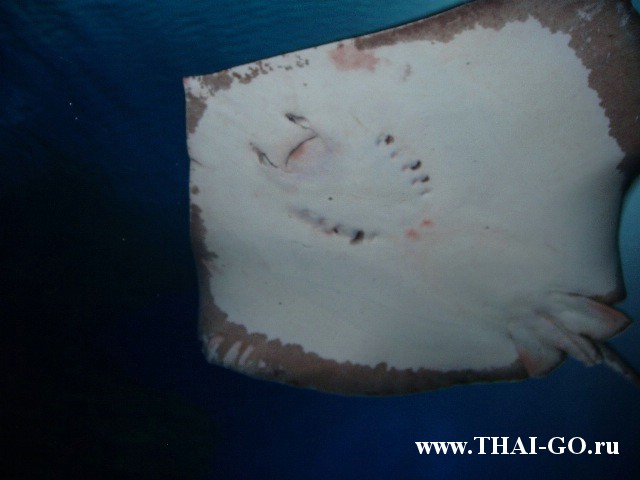 �������, ����, ��������� ���