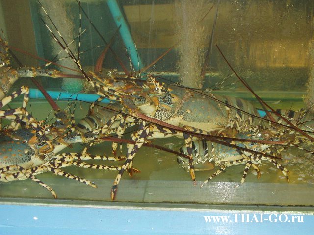 �������, ����, ����� ���� �������, asia pattaya hotel