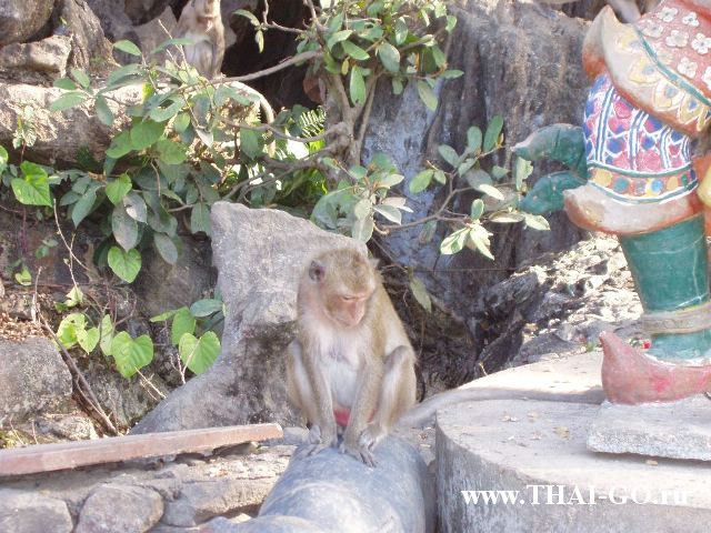 �������, ����,��������� ���������