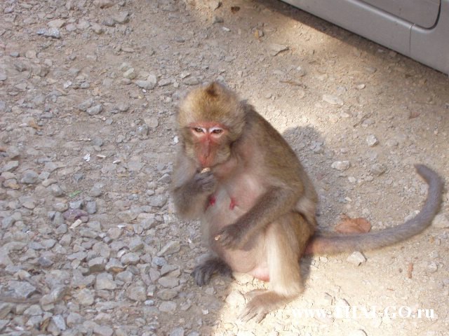 �������, ����,��������� ���������