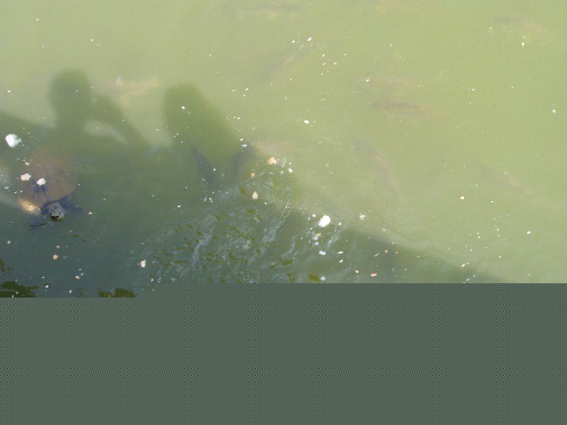 �������, ����,��������� ���������