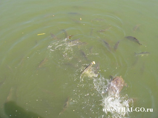 �������, ����,��������� ���������