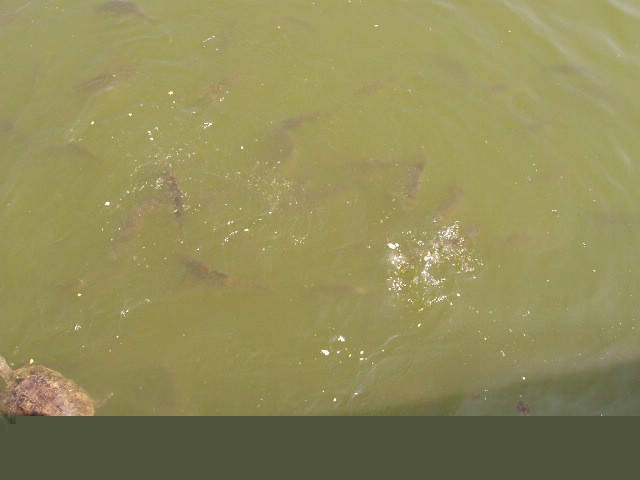 �������, ����,��������� ���������