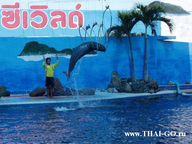 �������, ����,��������� ���������