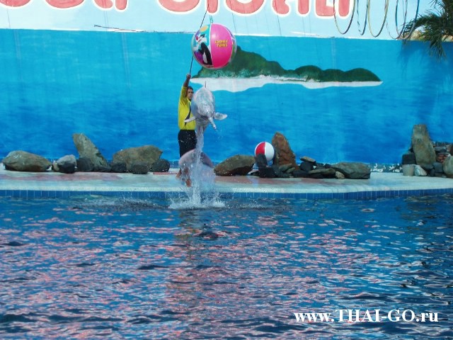 �������, ����,��������� ���������