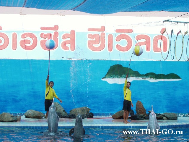 �������, ����,��������� ���������