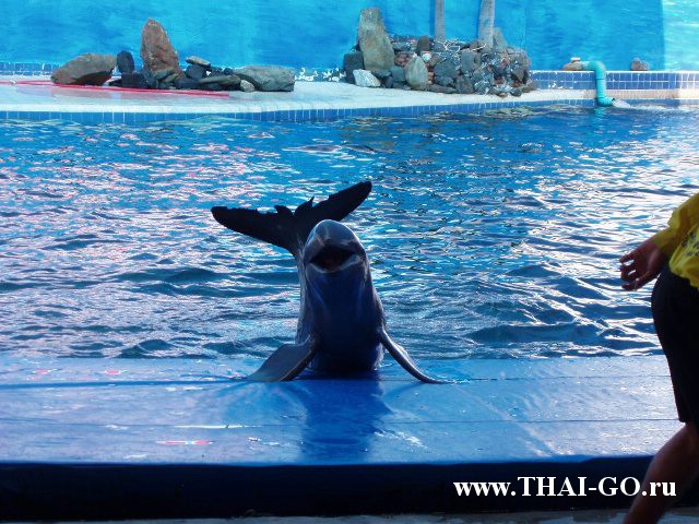 �������, ����,��������� ���������