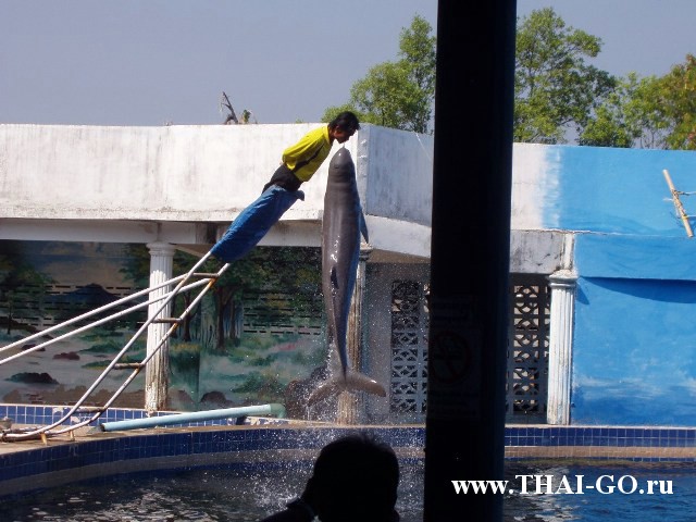 �������, ����,��������� ���������