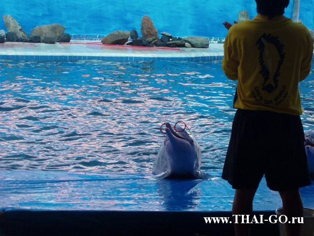 �������, ����,��������� ���������