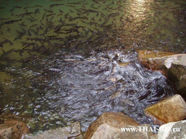 �������, ����,��������� ���������