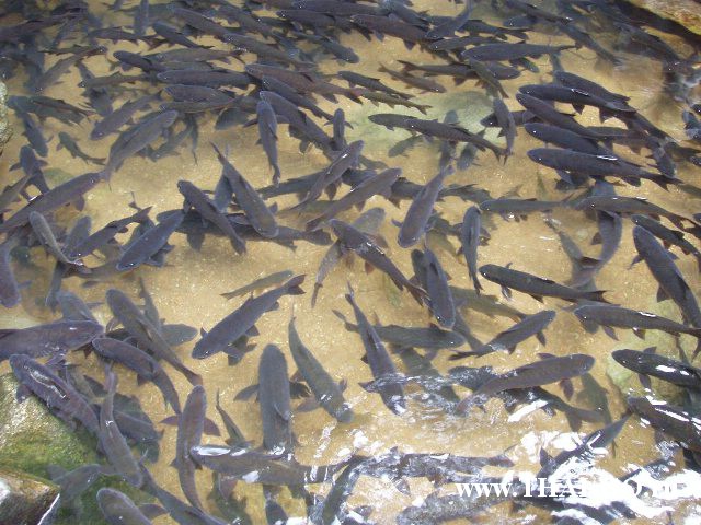 �������, ����,��������� ���������