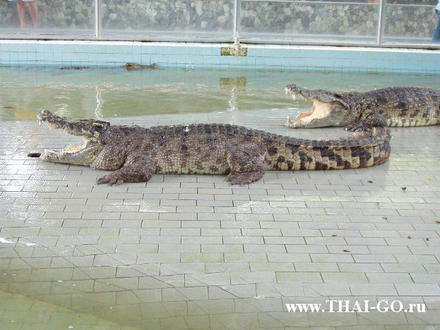 �������, ����, ������������ �����