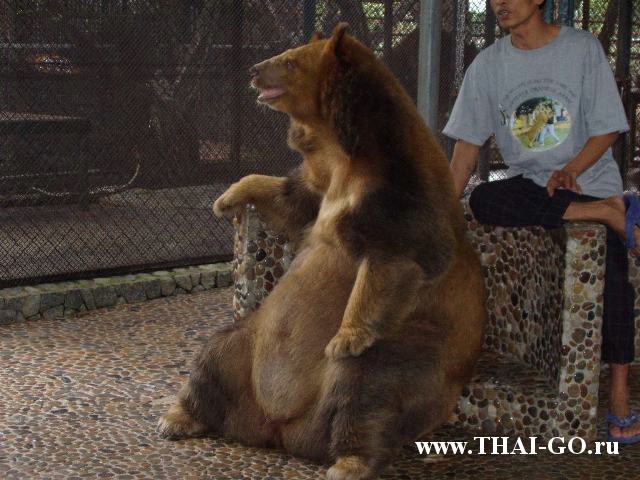 �������, ����, ������������ �����