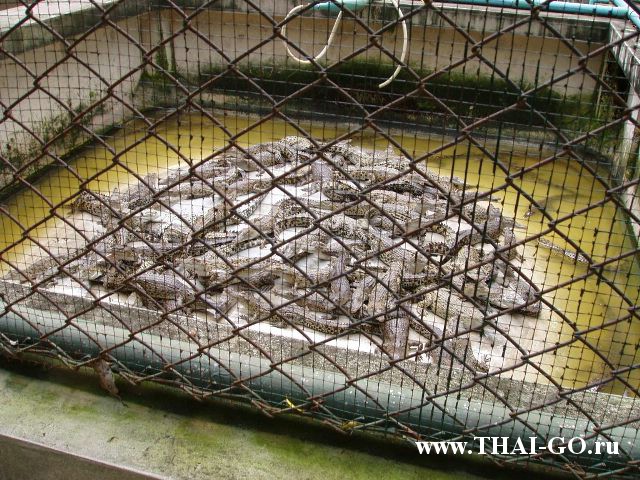 �������, ����, ������������ �����