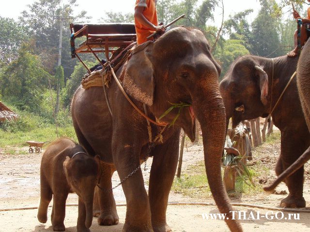 �������, ����, ����������� �� ���� ����