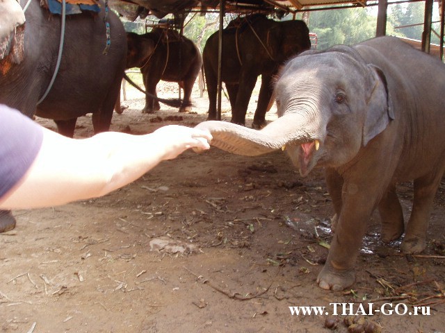 �������, ����, ����������� �� ���� ����