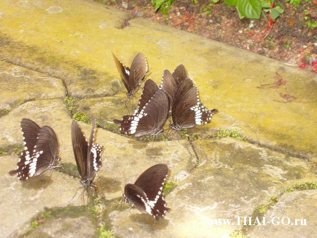 �������, ����, ��������� ����������� ��� ���� ���