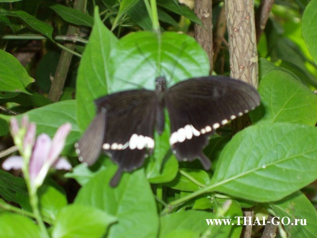 �������, ����, ��������� ����������� ��� ���� ���