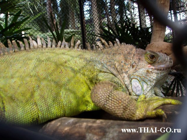 �������, ����, ��������� ����������� ��� ���� ���