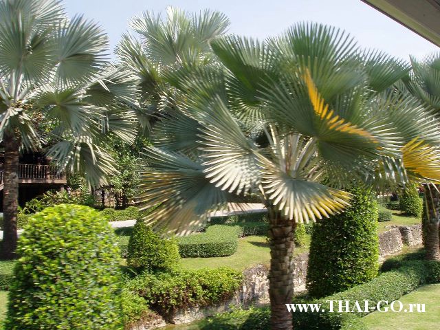 �������, ����, ��������� ����������� ��� ���� ���