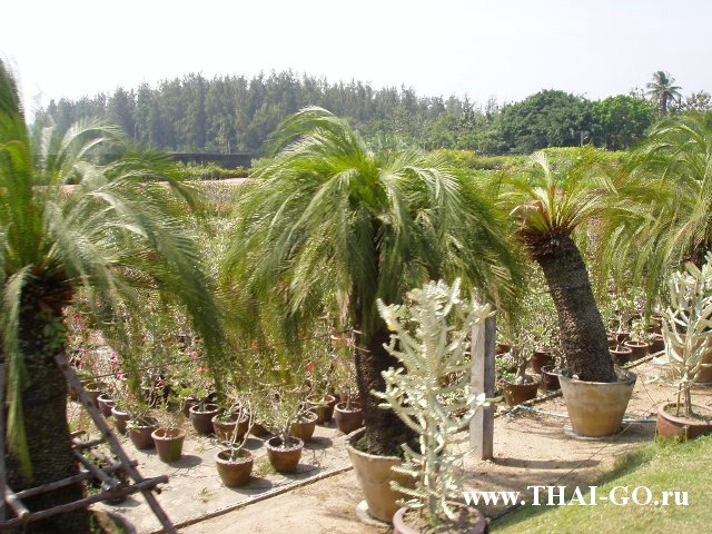 �������, ����, ��������� ����������� ��� ���� ���