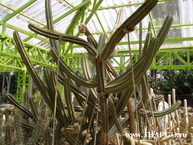 �������, ����, ��������� ����������� ��� ���� ���