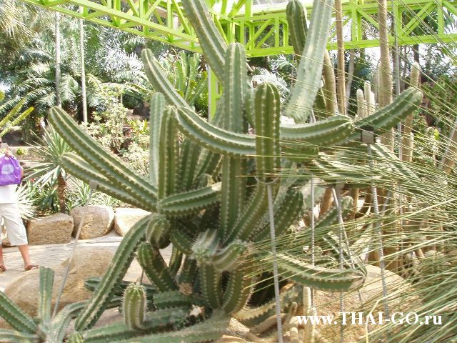 �������, ����, ��������� ����������� ��� ���� ���