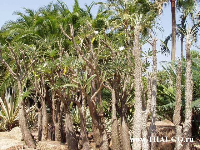 �������, ����, ��������� ����������� ��� ���� ���