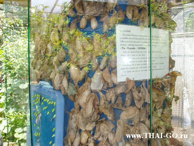 �������, ����, ��������� ����������� ��� ���� ���