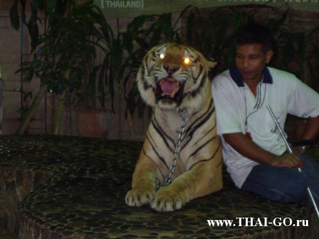 �������, ����, �������