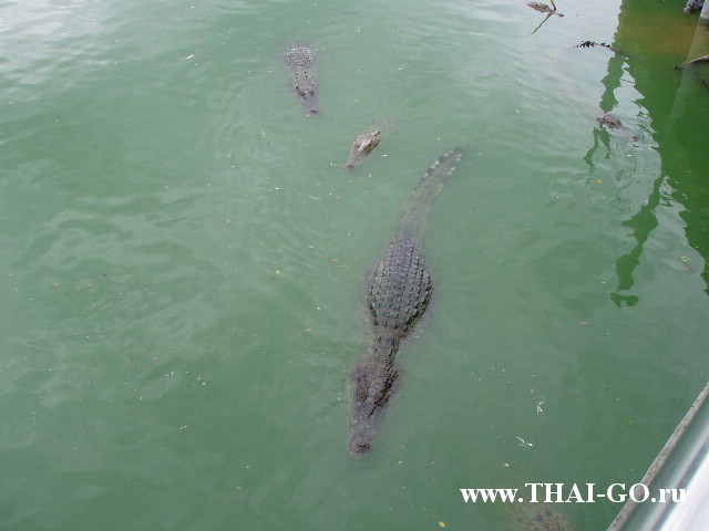 �������, ����, �������