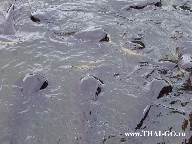 �������, ����, �������