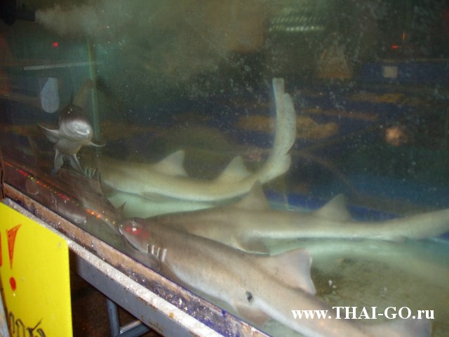 �������, ����, �������