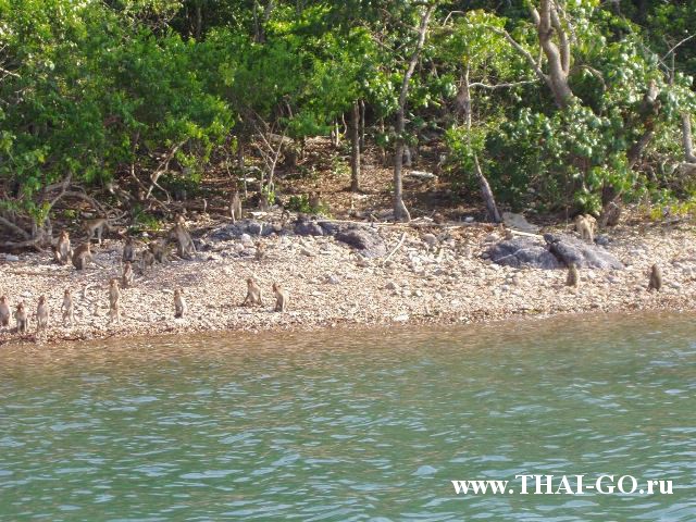 �������, ����, �������