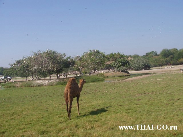 �������, ����, ������ ����